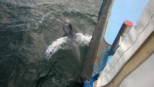 N_Marine-mammal_observation